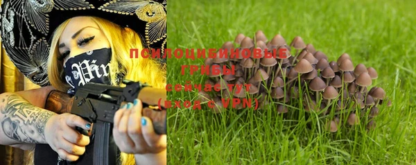 прущие грибы Бородино